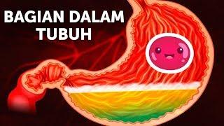 Perjalanan Makanan di Dalam Tubuh