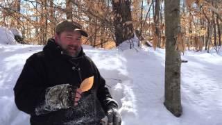 Identifying a beech tree and some uses for it