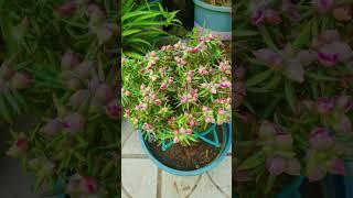 Wow bloom portulaca flower so beautiful #shortvideo #portulaca #howtogrowportulaca #gardenflower