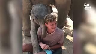 The Most Adorable Elephants   | BEST Compilation