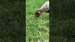 Sheep in the meadow  #cute #animals #funny #sheep #cuteanimalclips #subscribe #shorts #short