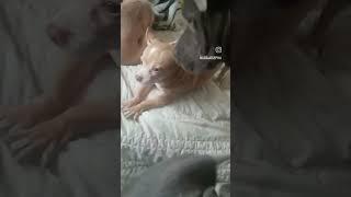 Having Chihuahuas mean hoping they in the right mood