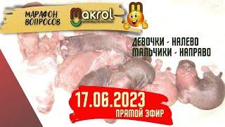 Определение пола суточных крольчат по соскам. #Макляк 17 июня 2023