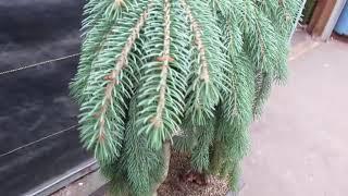 34 Year Old Dwarf Weeping Norway Spruce Specimen Bonsai Tree