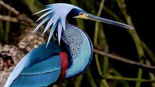 10 Most Beautiful Herons In The World