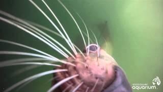 Steller Sea Lion Takes Off with a GoPro