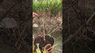 用盆栽種西瓜會結果嗎？