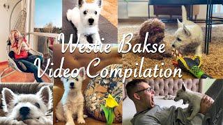 Westie Funny Video Compilation - 3 Months Old Westie Bakse