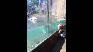 Polar bear tries to attack toddler thru glass!!