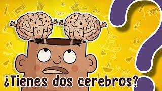 ¿Tienes dos cerebros?