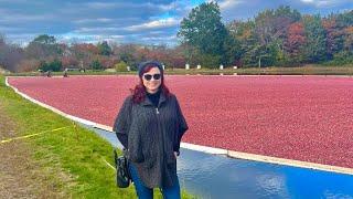 Visiting a cranberry bog on Cape Cod, Massachusetts! The Cranberry Hwy, beach, history & more.