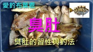 (1) 臭肚的習性與釣法 【知魚不龜系列】