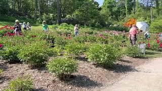 Peony garden vandalized at University of Michigan in support of Palestine, police confirm