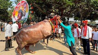 Sadar 2024 | Sadar Bull Lifting with hands | Sadar Festival in Hyderabad 2024 | Yadav Sadar Sayyata