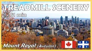 [4k] Treadmill Scenery | Mount Royal in Autumn | 1 hour Virtual Run