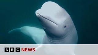 Runaway 'spy whale' flees Russian military training | BBC News