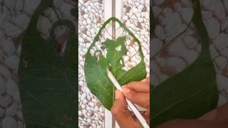 Hunaman  leaf  cutting art। #sandeep #leaf #artist #shorts #trending #ram #hunaman #story #video