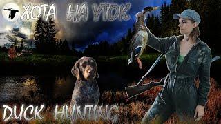 Охота на уток с отцом август 2023 / Duck hunting with dad August 2023 #охота #дратхаар #girl_hunter