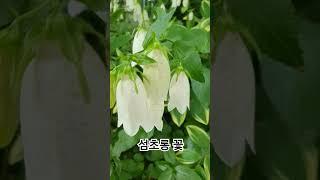 청사초롱 같구나 #꽃 #섬초롱꽃#6월 #garden #아름다운세상