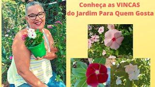 Conheça as VINCAS do Jardim Para Quem Gosta!!