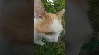 Ёжик пришел просить еды у длинноухого котика. Знакомство. #котики