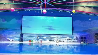 Dubai dolphin show for kids