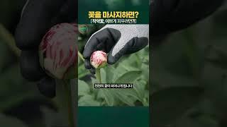좋은 작약꽃 구매 팁