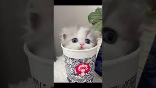 Super Adorable Cat Video Collection! Get ready to melt  #shorts #funnycats