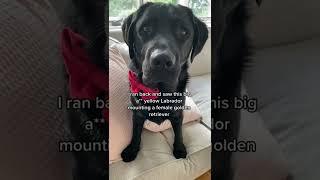 King Clarence saved a helpless Golden Retriever at the Dog park 