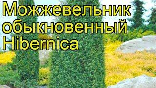 Можжевельник обыкновенный Hibernica. Краткий обзор, описание характеристик, где купить саженцы