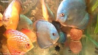 дискусы, советы, секреты, HOW TO: Keep Discus, la deposizione delle uova Discus, Breeding of discus