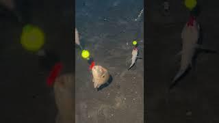 Double Header on Spot #croaker #spot #surffishing #surfcasting #sevins
