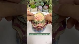 Beginner's Succulent Care: How to Repot Succulent Plants