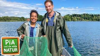 Räuber im See | Reportage für Kinder | Pia und die wilde Natur