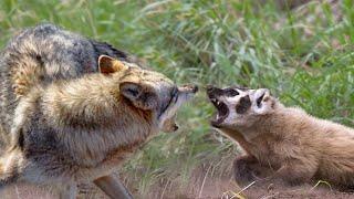 Even the Wolves avoid this BADGER! What is the American Badger capable of?