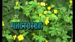 Наши медоносы