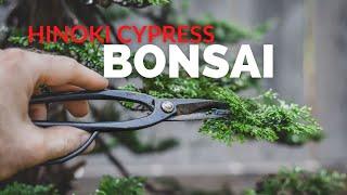 Hinoki Cypress Bonsai | Bonsai-U