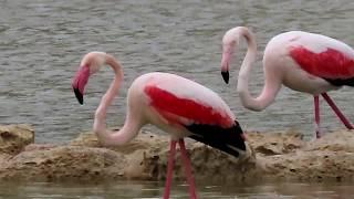 Greater Flamingos at Salina Nature Reserve