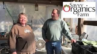 Planting Potatoes & Onions | Savvy Organics Farm