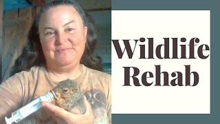 How To Become A Wildlife Rehabilitator