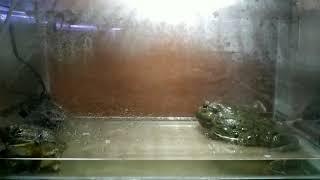 Pixie frog croacking / african bullfrog croaking