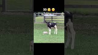 Piglet and Calf Best Friends  #shorts #youtubeshorts #cuteanimals