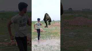 Big Dinosaur chase T-Rex attack part 137 #trending #dinosaur #vfx #youtube #shorts #video