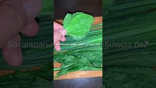 Бронхы,өкпе,тубуркулез ауыруына пайдасы зор