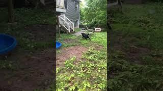 BJ. Lab. Retrieve the retrieving dummy