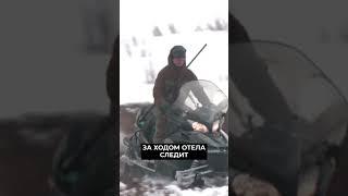 На Ямале продолжается массовый отёл оленей #новости #янао #новостирегионов