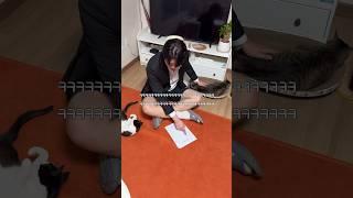 가정사 있는 고양이 #shortvideo #shots #고양이 #시트콤