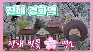 진해 벚꽃 명소 #진해경화역벚꽃#벚꽃명소 #진해가볼만한곳 #Korea Travel Guide