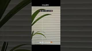 인기 폭발 제주감성숙소지금 예약해야 합니다 [제주도에서 가장 핫한 구좌읍]