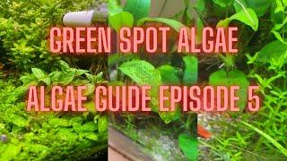 AQUARIUM ALGAE GUIDE Ep #5 Green Spot Algae - GSA